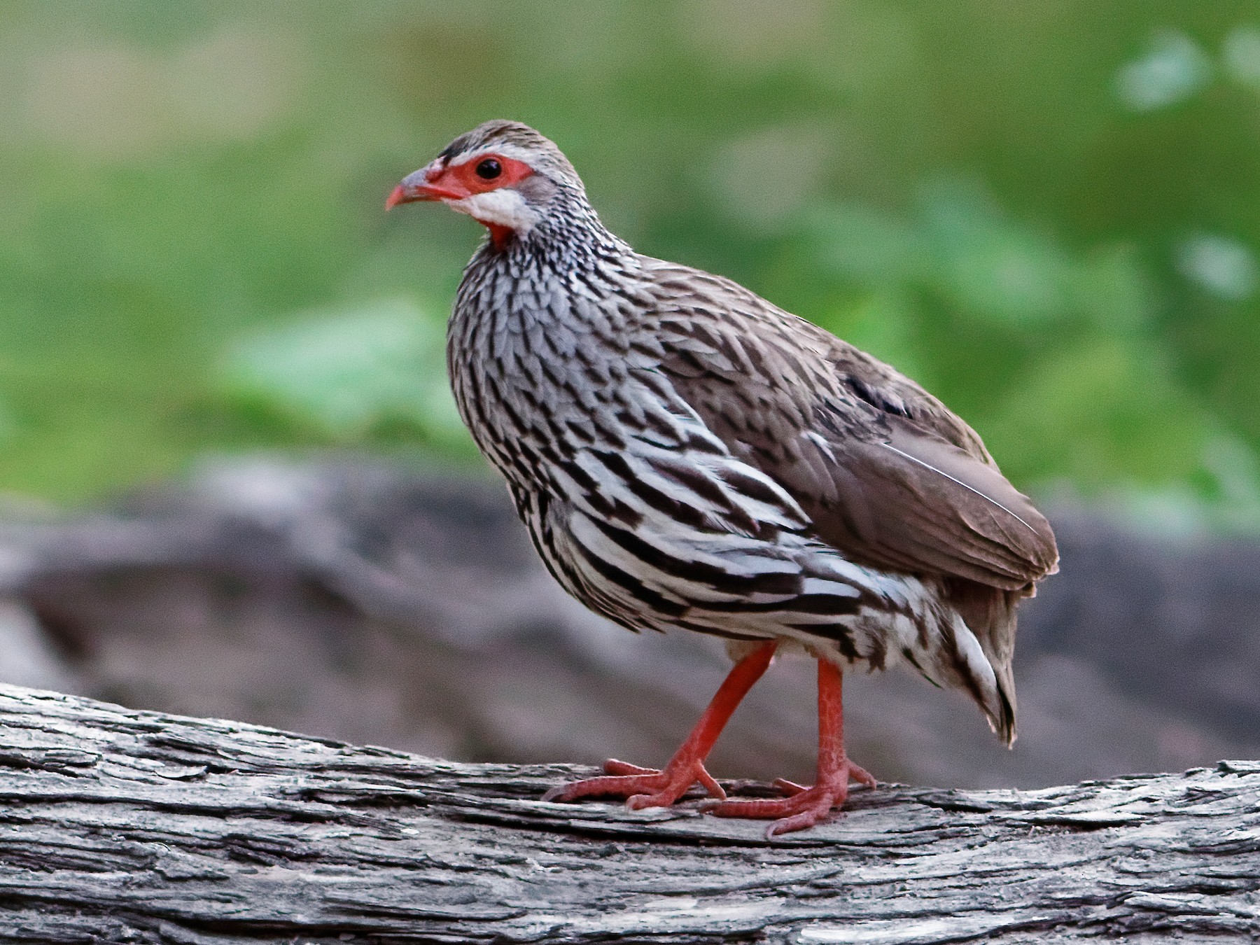 Burigi Chato National Park