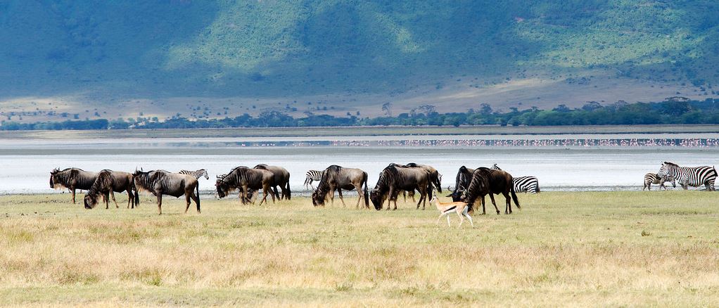 Tanzanian Safari Experience In The Northern Circuit