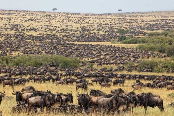 7 Days Manyara Serengeti Ngorongoro and Tarangire