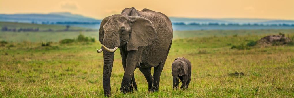 Maasai Mara National Reserve
