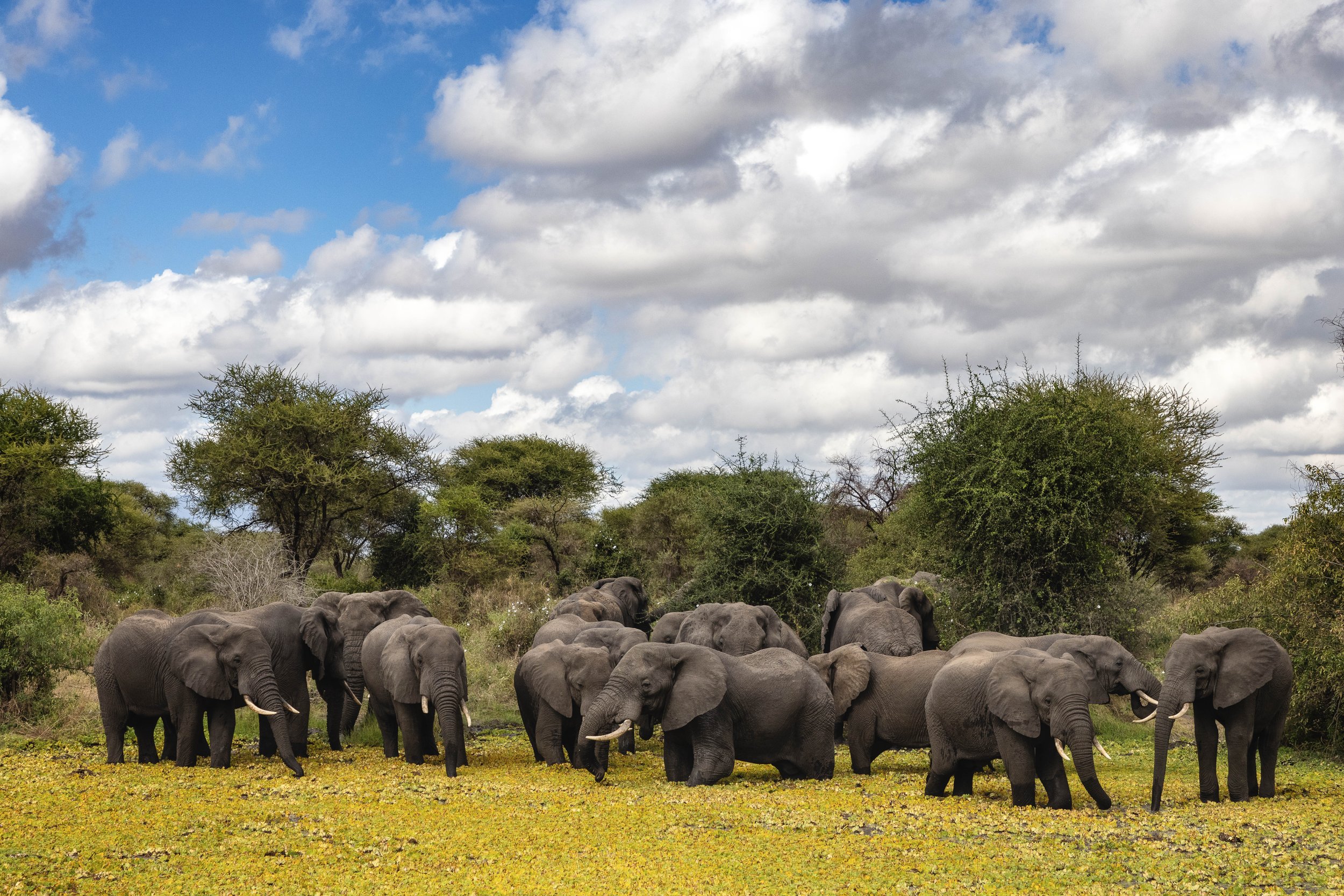 Christmas Safari Season In Tanzania