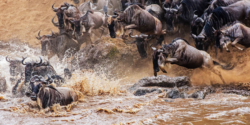 Scenic Views Of The Mara River Crossing During The Great Migration