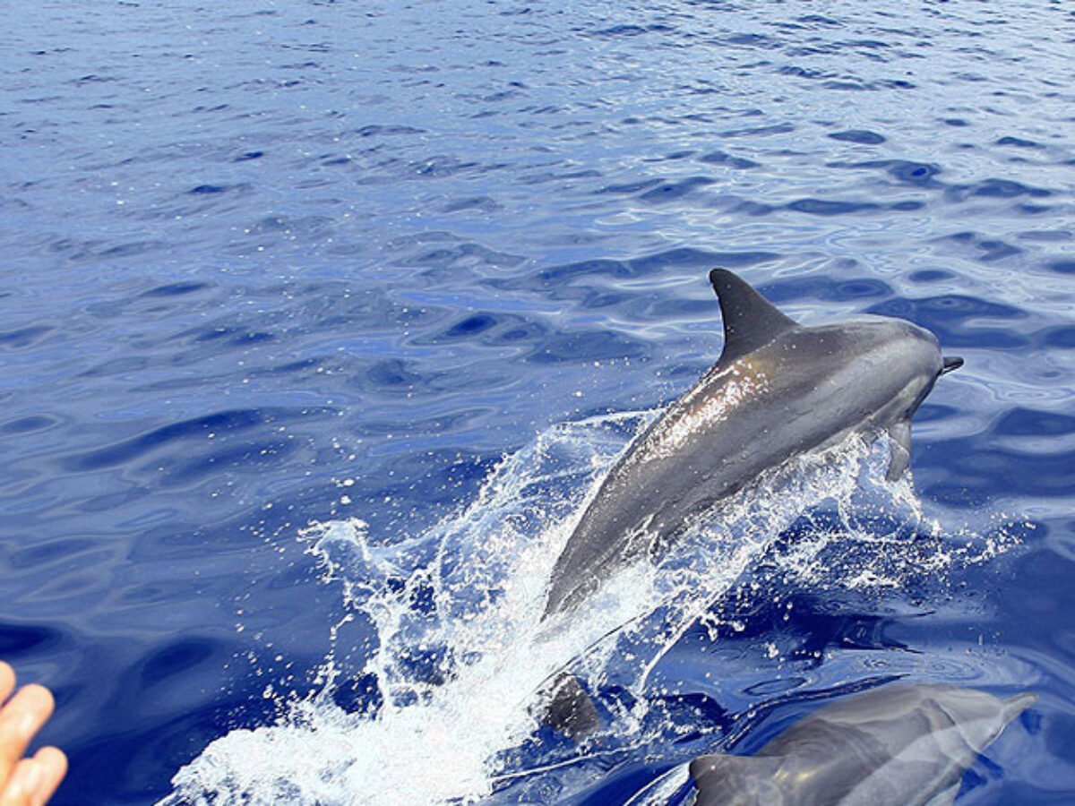 Meet And Kiss The Dolphins On A Trip In Zanzibar