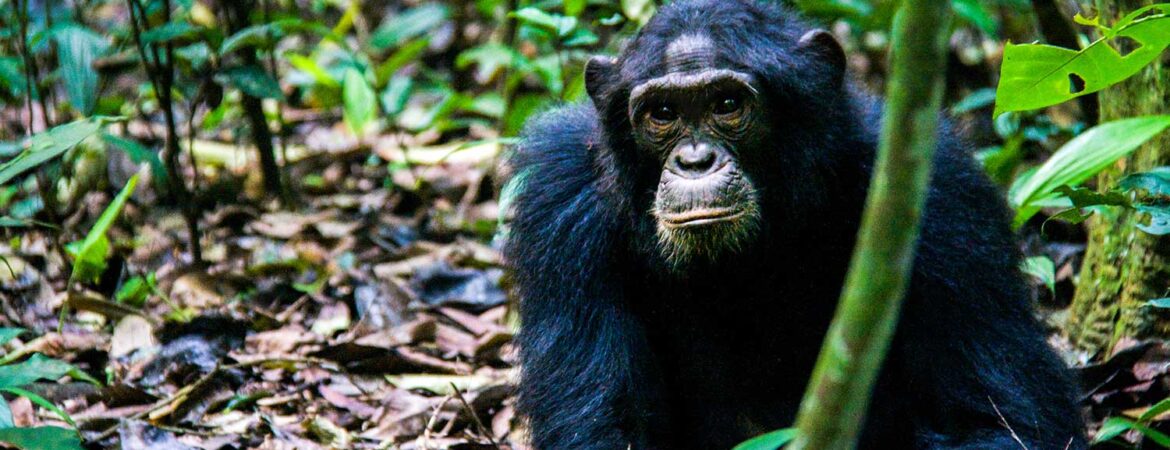 Chimpanzee Trekking In Uganda