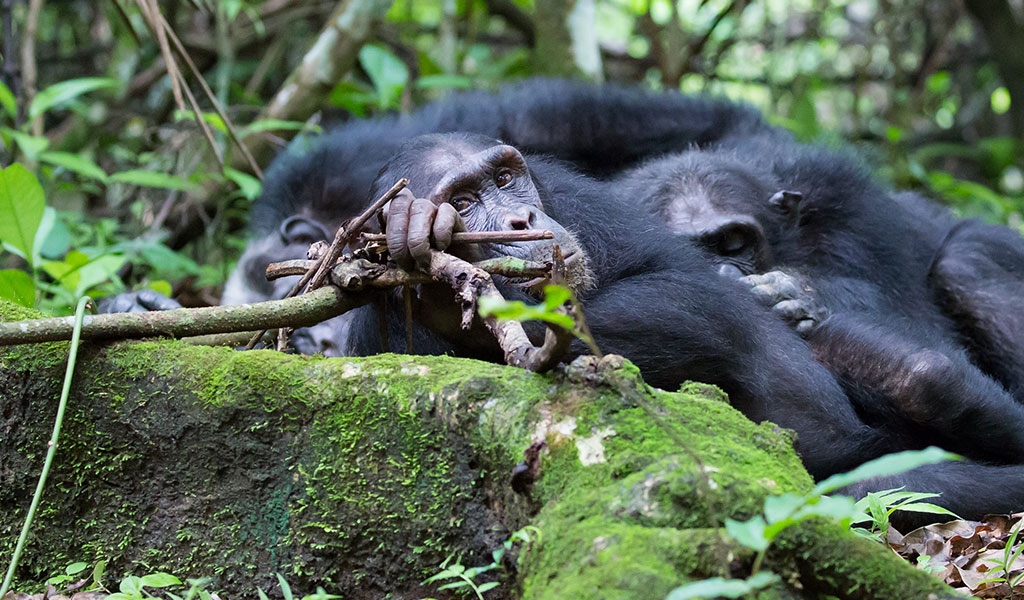 6 Days Gombe and Mahale Chimpanzee Trekking Safari Experience