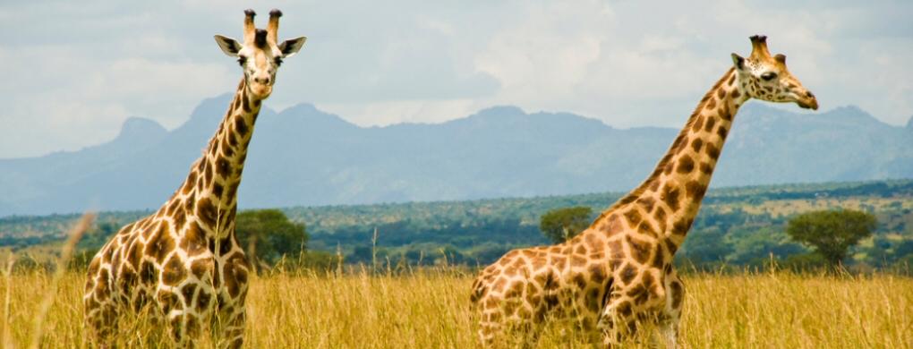 Kidepo Valley National Park