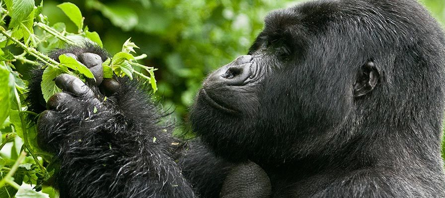Bwindi Impenetrable National Park