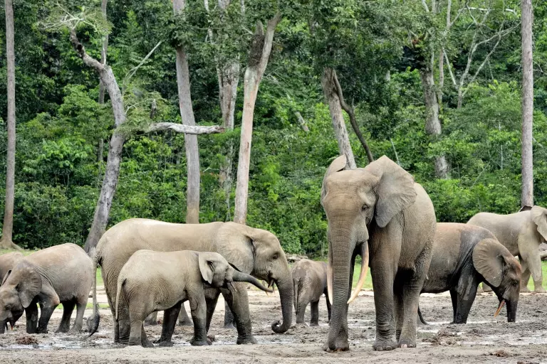 Rwenzori Mountains National Park