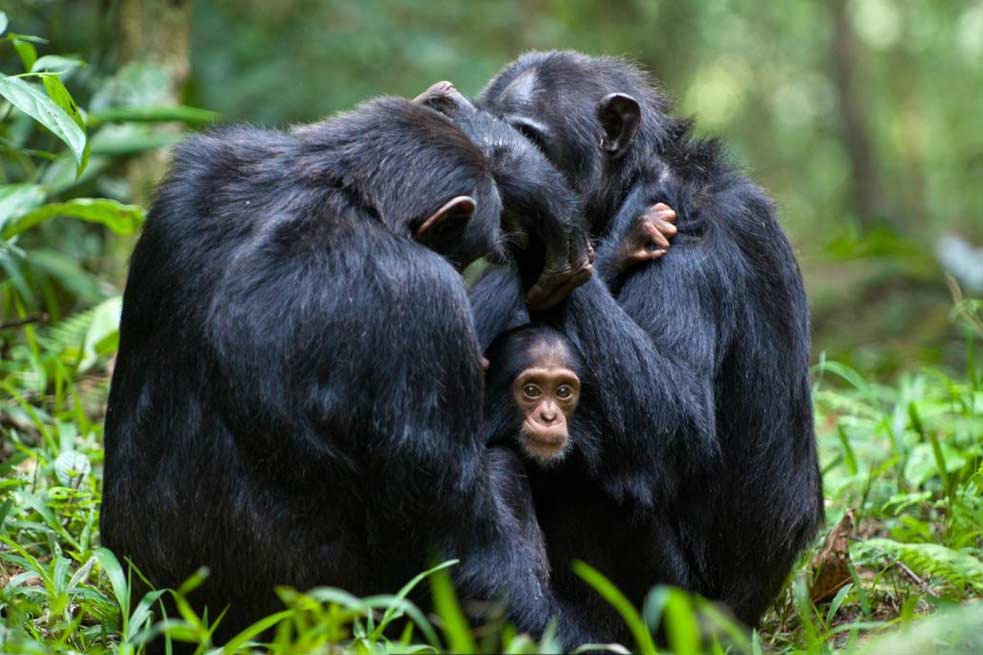 Top 10 Safari Attractions In Tanzania