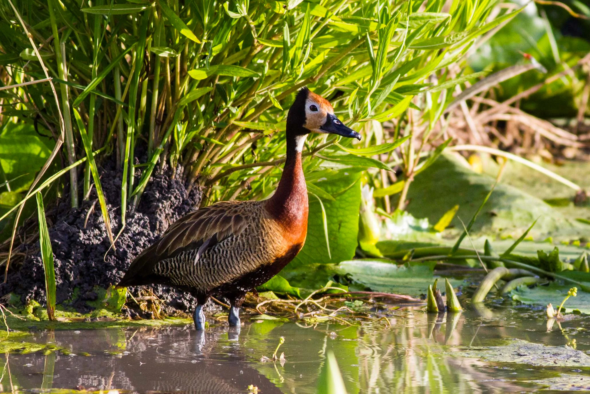Facts About Tarangire National Park