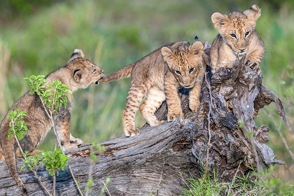 The Great Migration in Masai Mara National Reserve