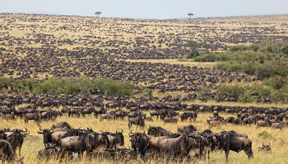 9 Facts About Serengeti National Park