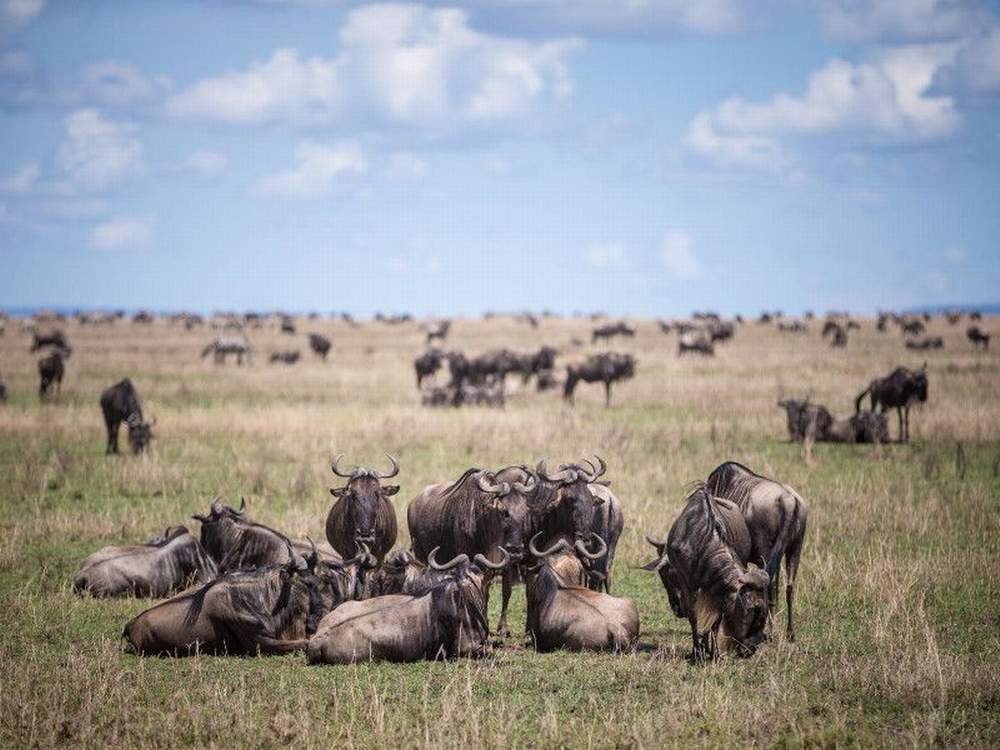Interesting facts about the Great Migration