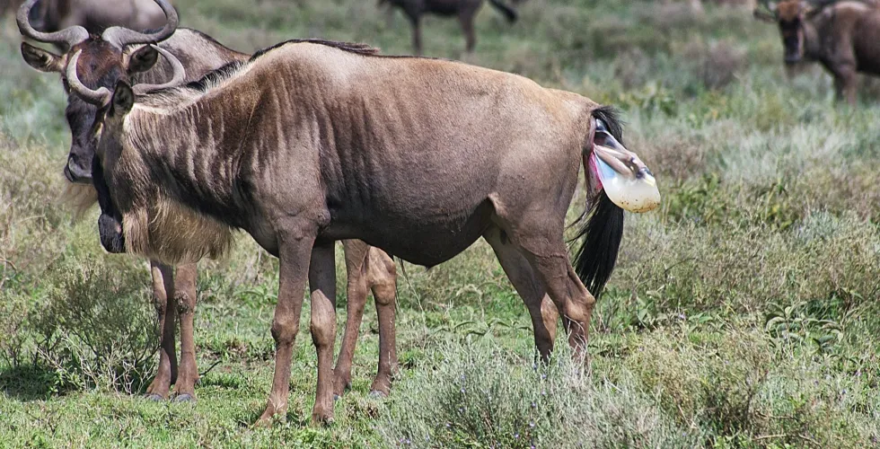 Interesting facts about the Great Migration